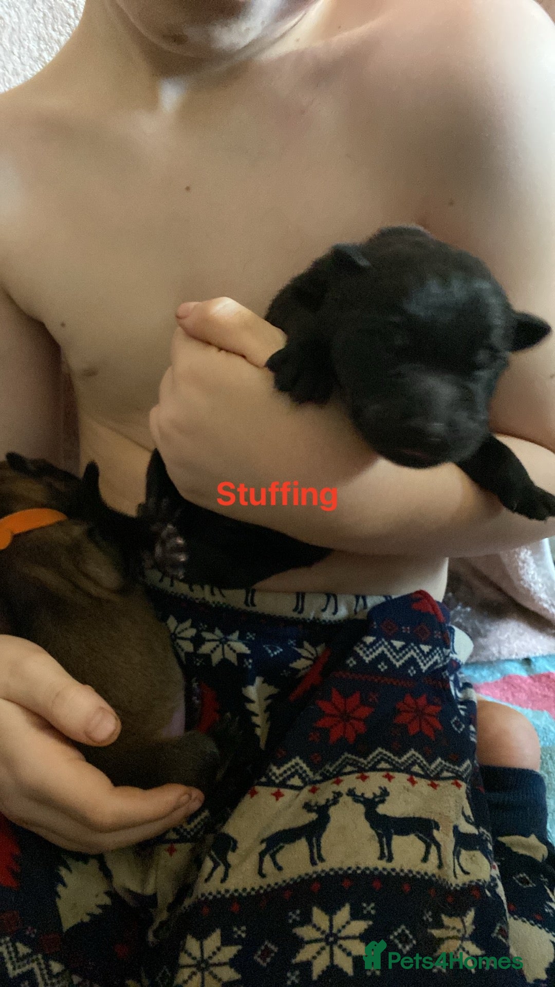 Mixed Breed dogs for sale: German shepherd x chow x lurcher  - Advert 2