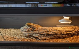Bearded Dragon reptiles for sale: Bearded Dragon Male 3 years old plus set up - Image 3