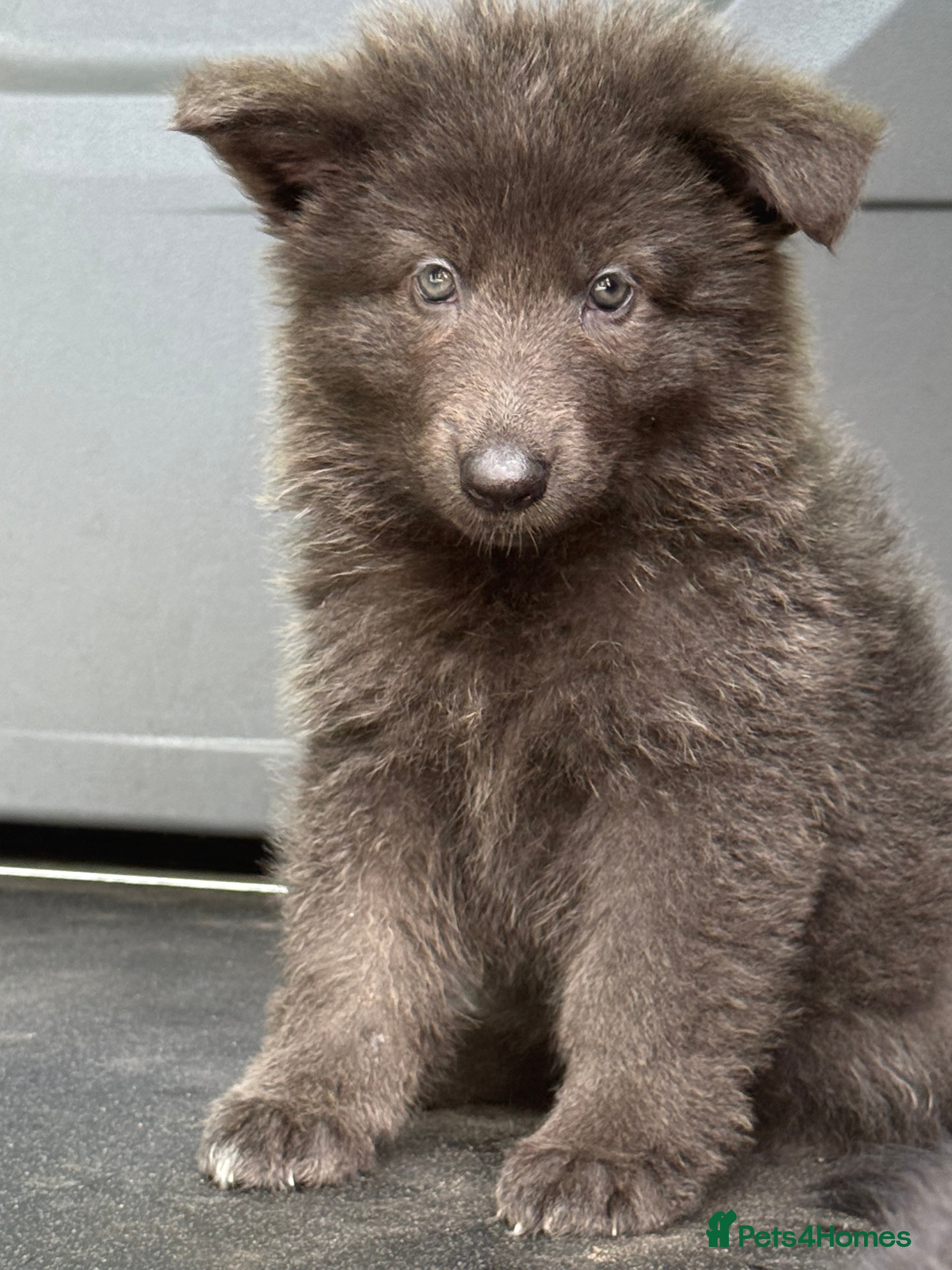 German Shepherd dogs Beautiful mixture of Long Haired GSD Pups - Advert 2