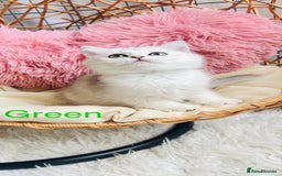 Scottish Fold cats for sale: 💞Beautiful Scottish Fold and Straight kittens🐾 - Image 3