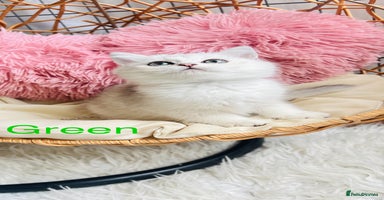 Scottish Fold cats - Advert 11