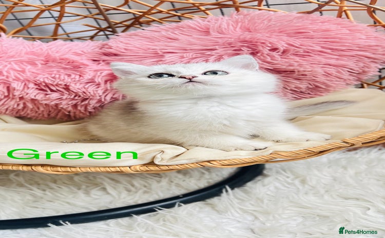 Scottish Fold cats - Advert 1