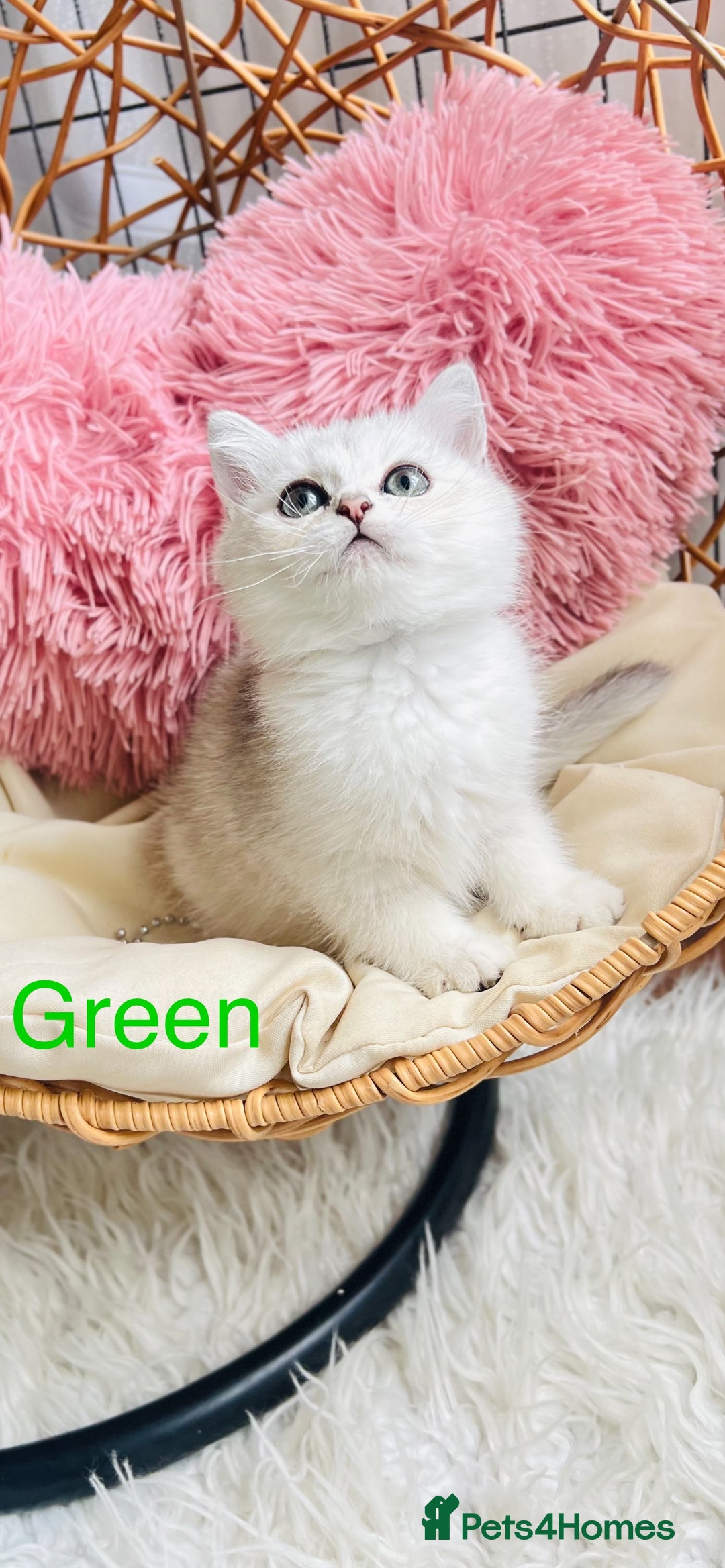 Scottish Fold cats for sale: 💞Beautiful Scottish Fold and Straight kittens🐾 - Image 3