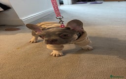 French Bulldog dogs for sale: 2 gorgeous French bulldogs ready to leave!  - Image 3