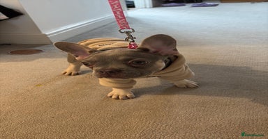 French Bulldog dogs - Advert 15
