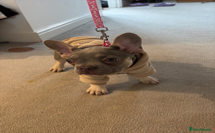 French Bulldog dogs - Advert 9
