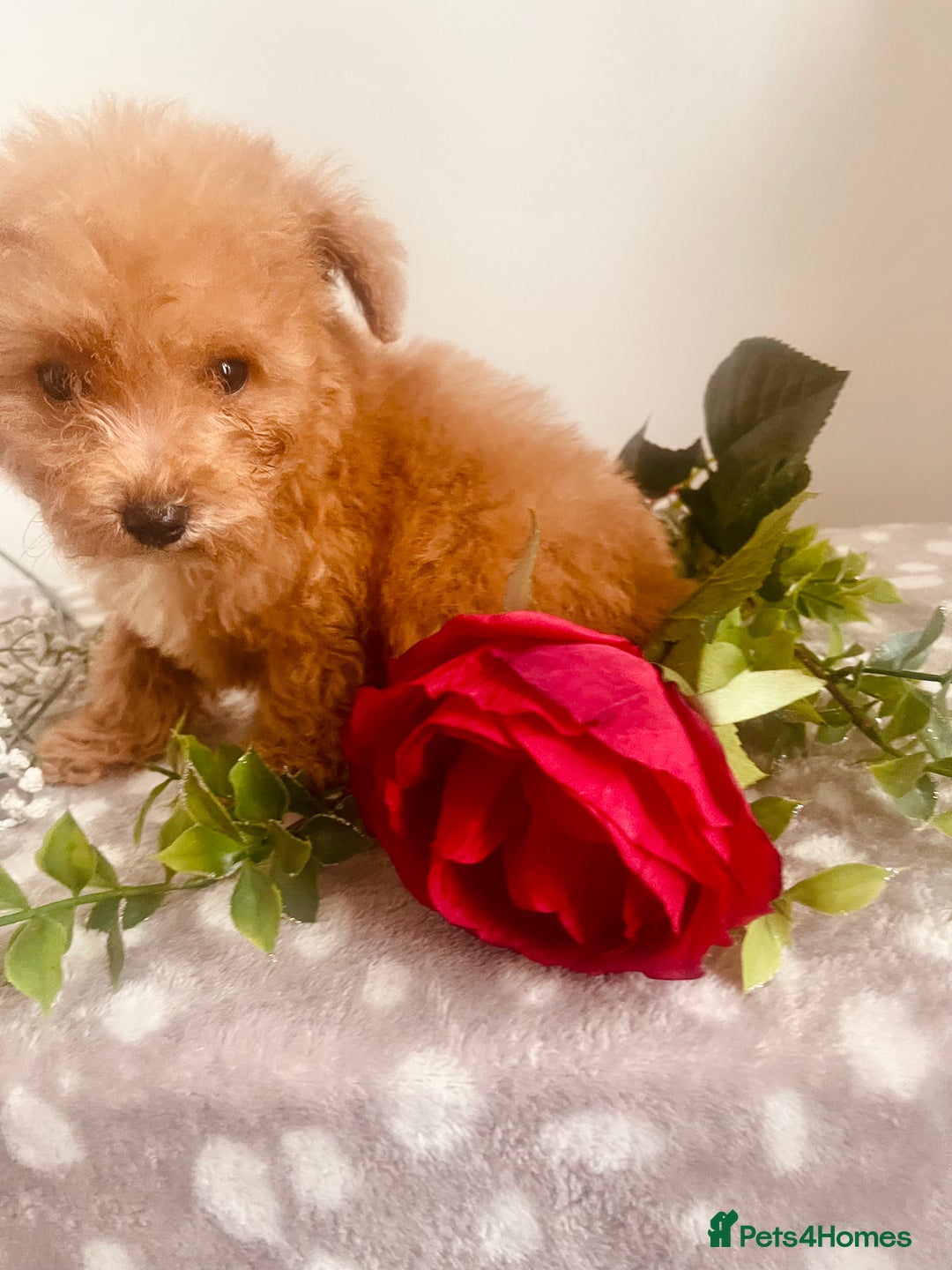Maltipoo dogs for sale: 🐾 Two F1 Toy Maltipoo Boys Available 🐾 - Advert 12