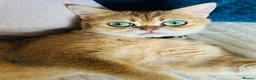 British Shorthair cats for sale: British shorthair kittens  - Advert 5