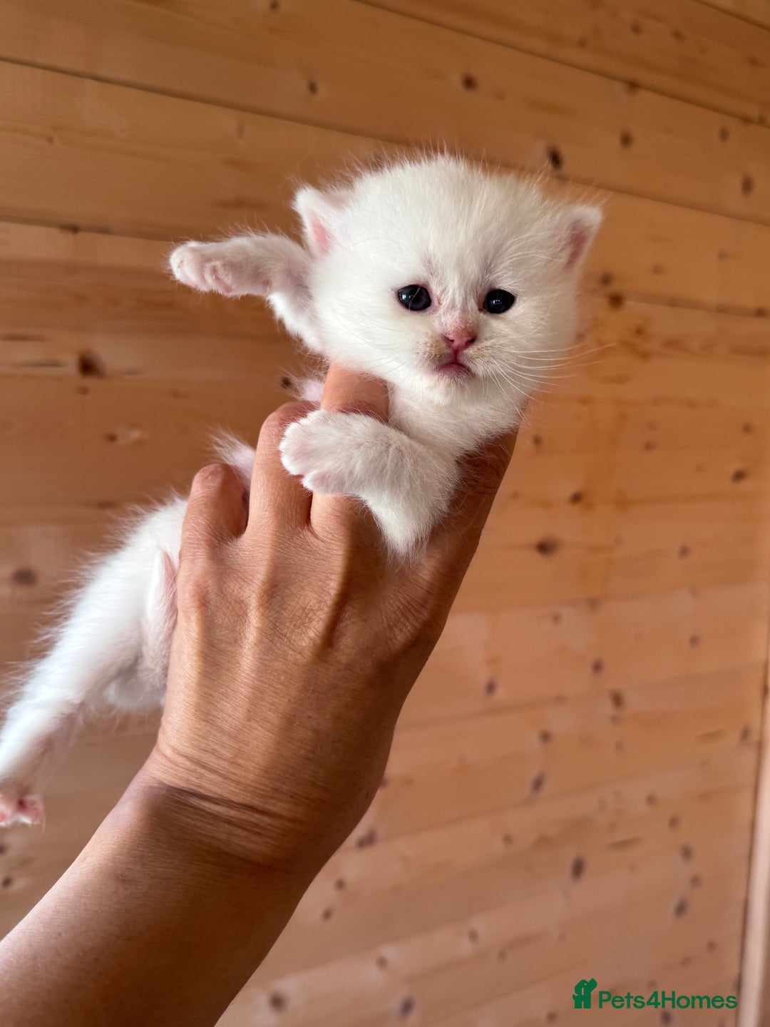 British Longhair cats for sale: Adorable Pure White Blue-Eyed British Kittens - Image 7