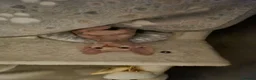 Sphynx cats for sale: Sphynx Kitten - Advert 3