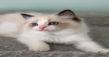 Ragdoll cats - Advert 10