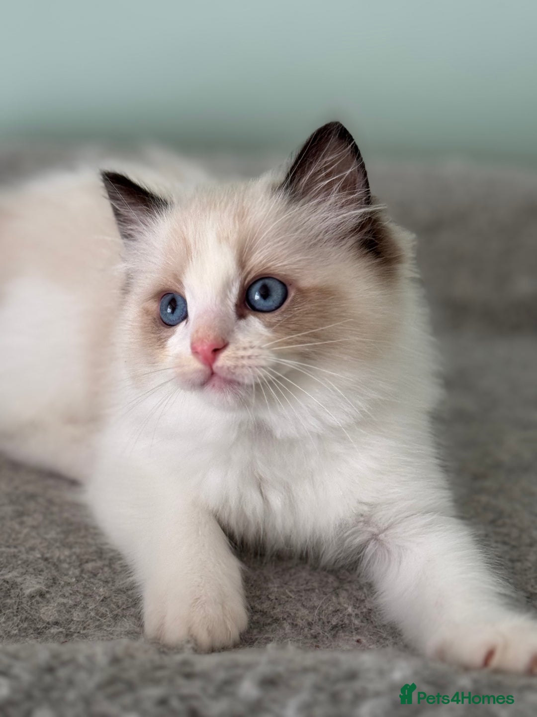 Ragdoll cats for sale: Super Affectionate Ragdoll Kittens Fife Reg - Image 3