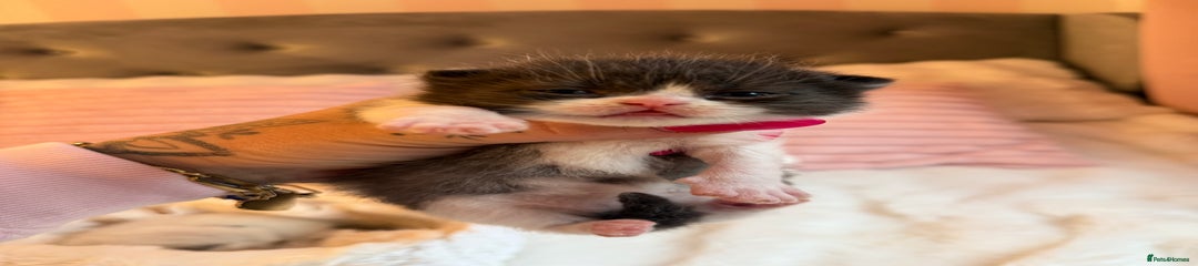 Kitten 4