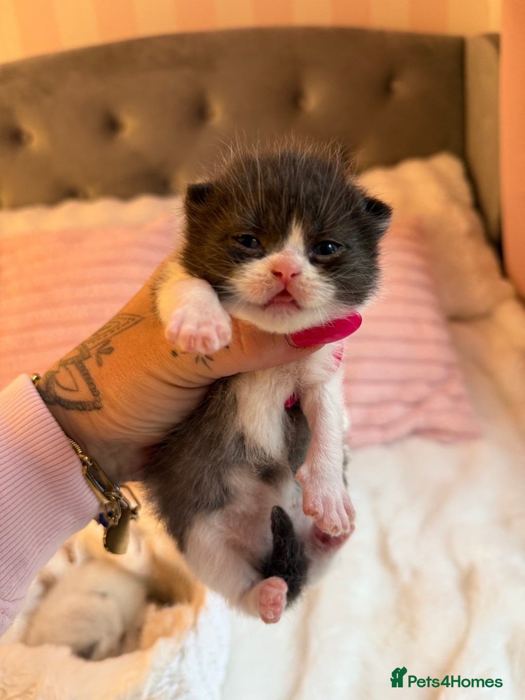 British Shorthair cats for sale: British Shorthair kittens Champion Line 🥇🏆😻 - Image 9