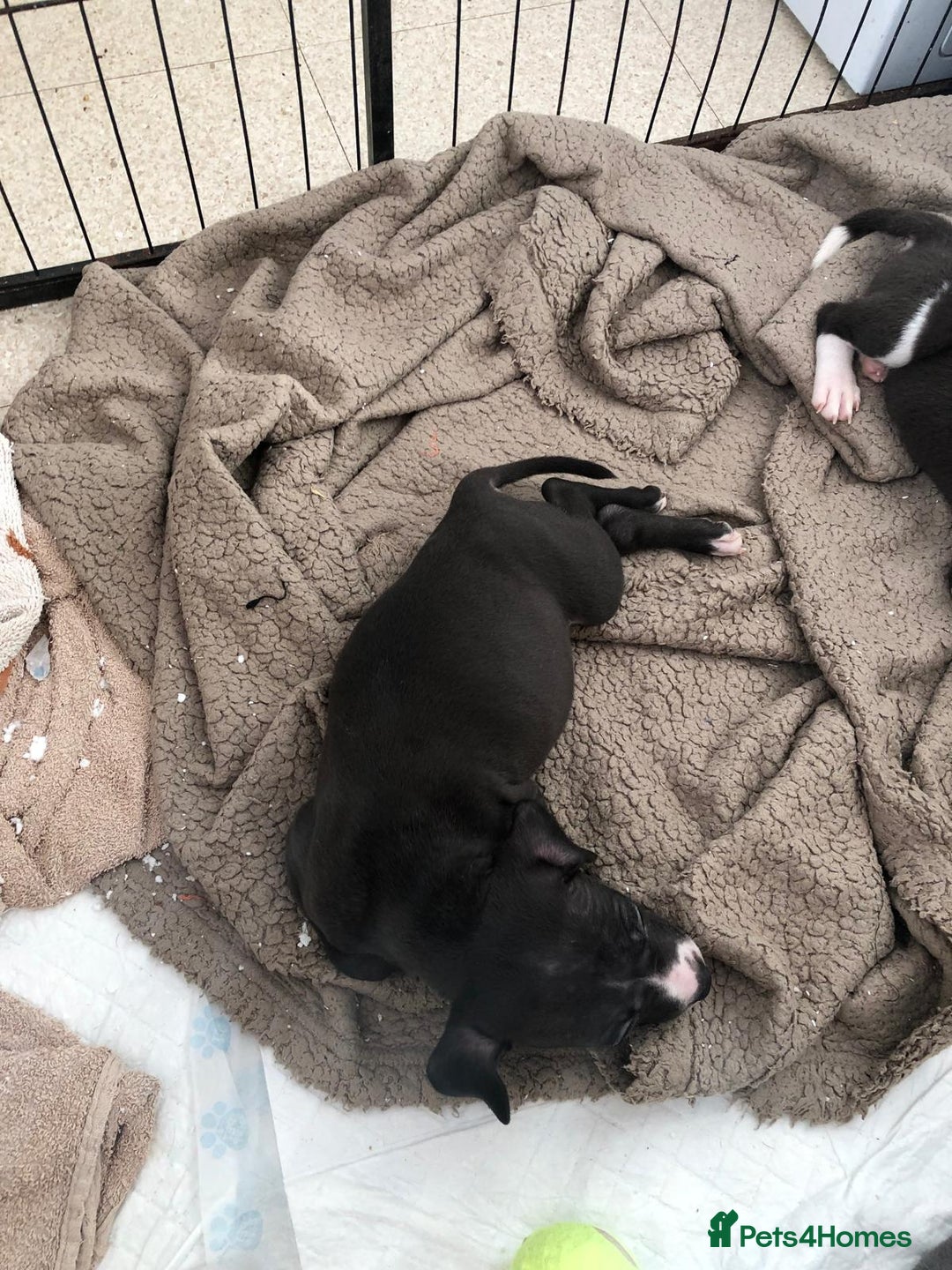 Staffordshire Bull Terrier dogs for sale: Black/ white/ grey staffies - Image 12