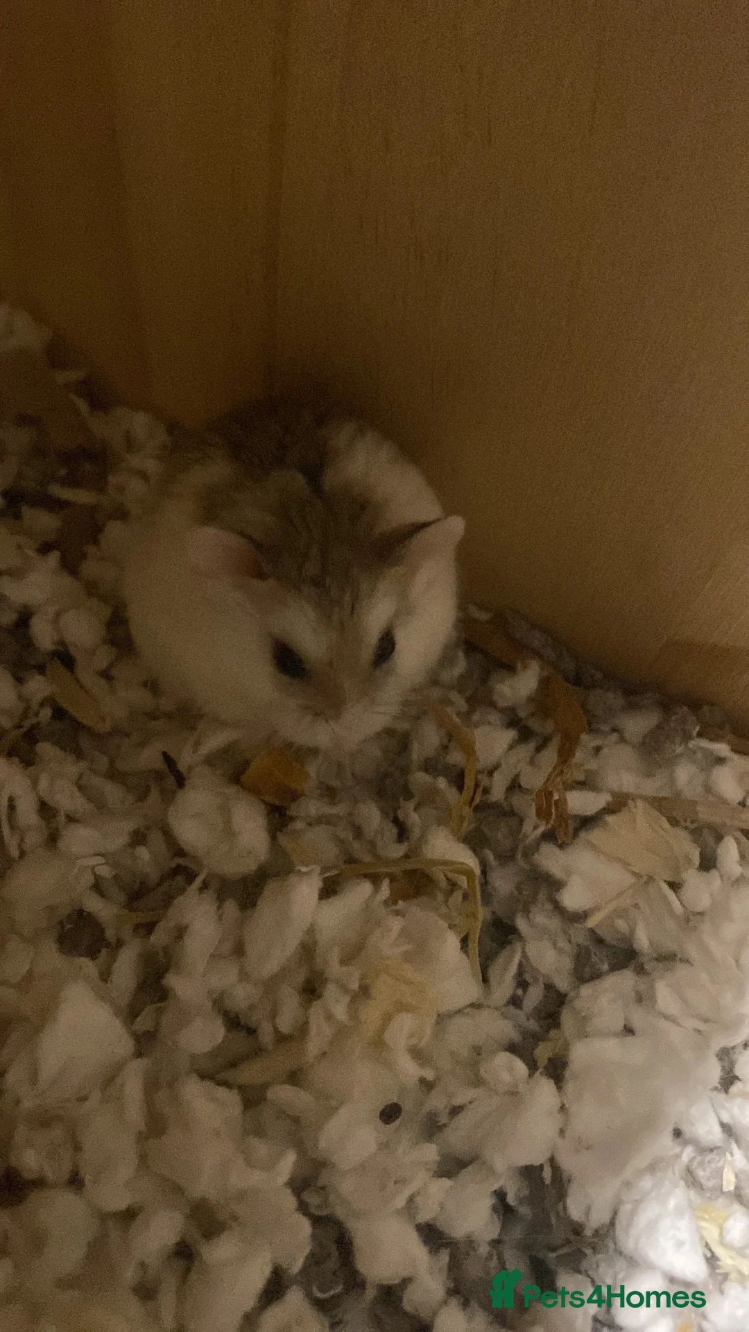 Hamster rodents for sale: Dwarf robo hamster!  in London - Advert 2