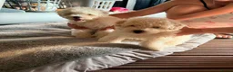 Bichon Frise dogs for sale: Two Boys for sale - Advert 15