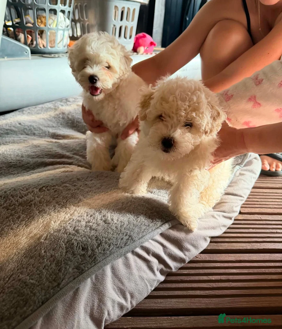 Bichon Frise dogs for sale: Two Boys for sale - Advert 15