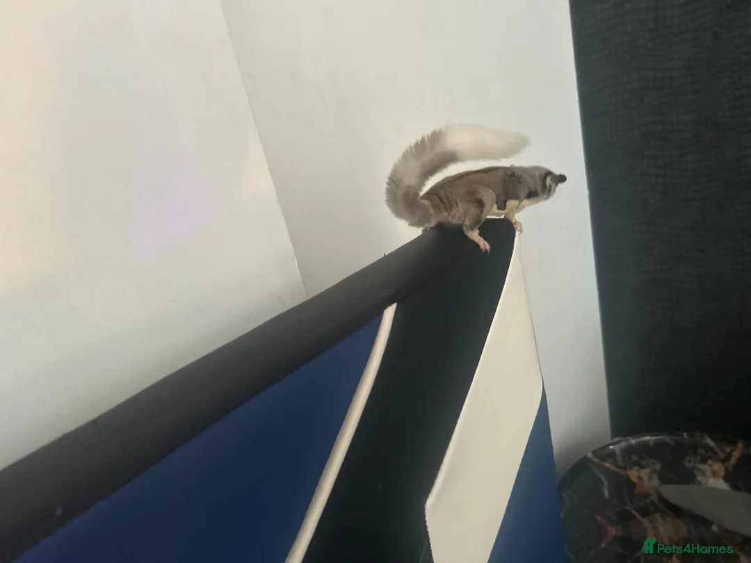 Sugar Glider rodents for sale: looking for a home in Slough - Advert 2