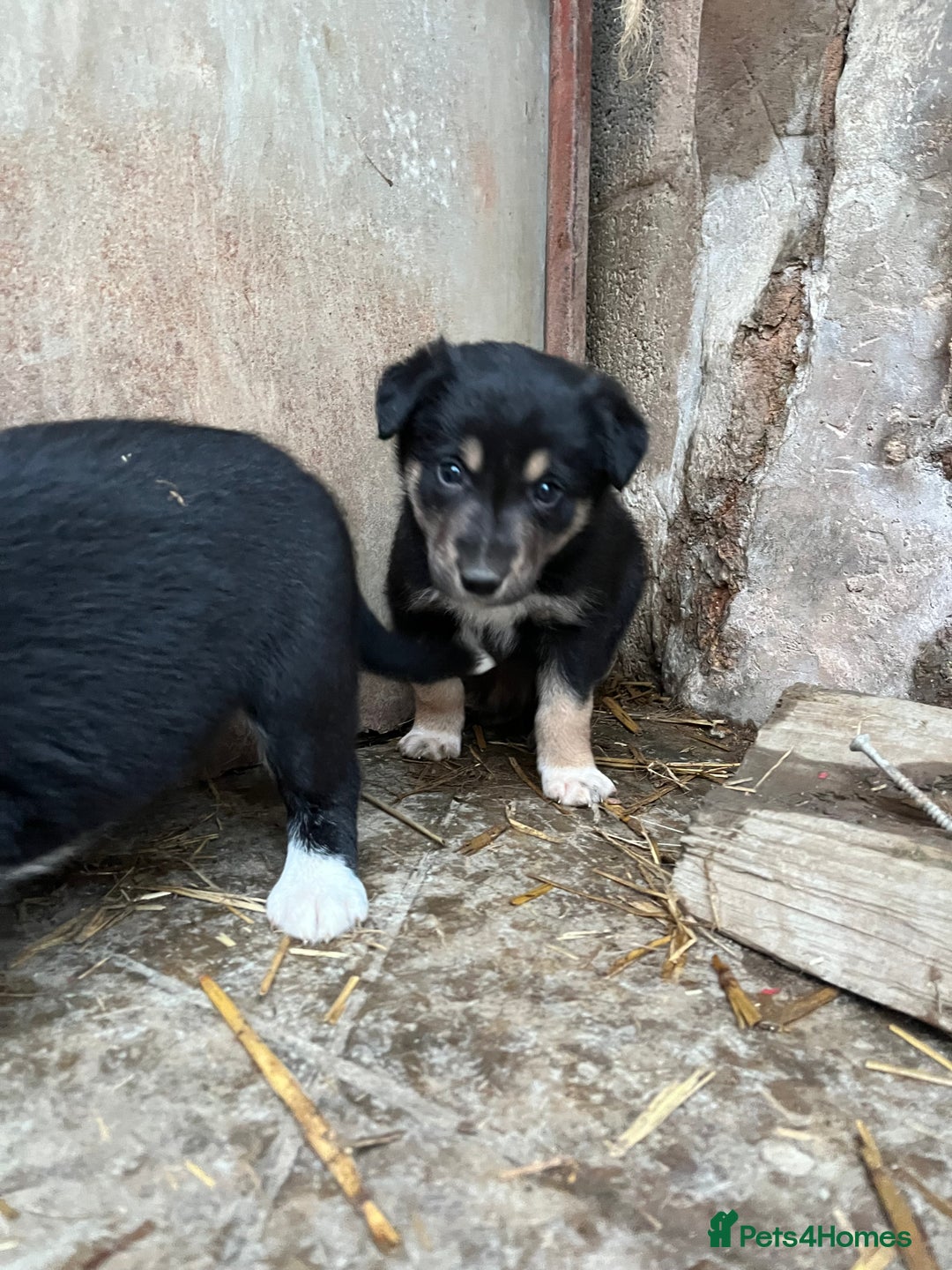 Mixed Breed dogs for sale: Border Collie Puppies - Advert 4