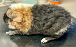 Guinea Pig rodents for sale: Teddy Guinea Pig Baby Boars - Image 22