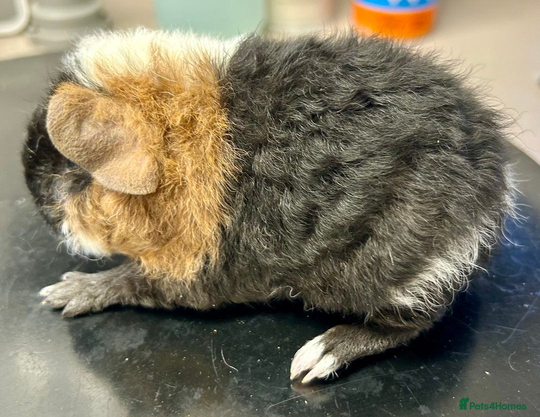 Guinea Pig rodents for sale: Teddy Guinea Pig Baby Boars - Image 22