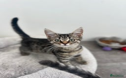 Mixed Breed cats for sale: Kittens for sale - Image 6