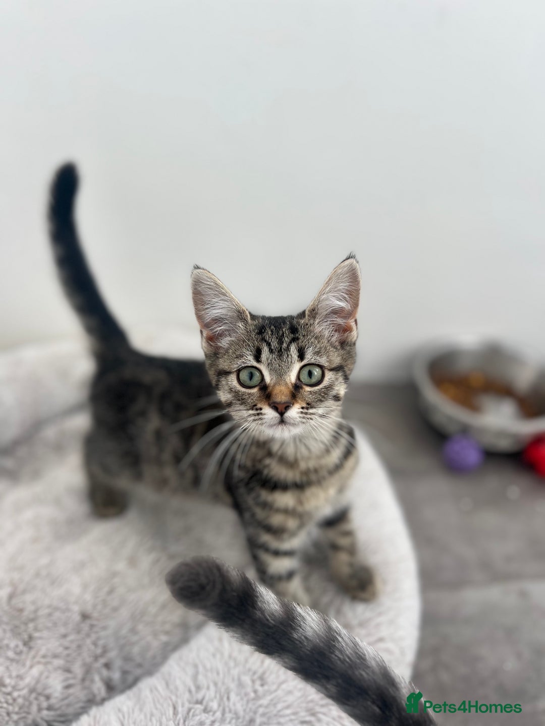 Mixed Breed cats for sale: Kittens for sale - Image 6
