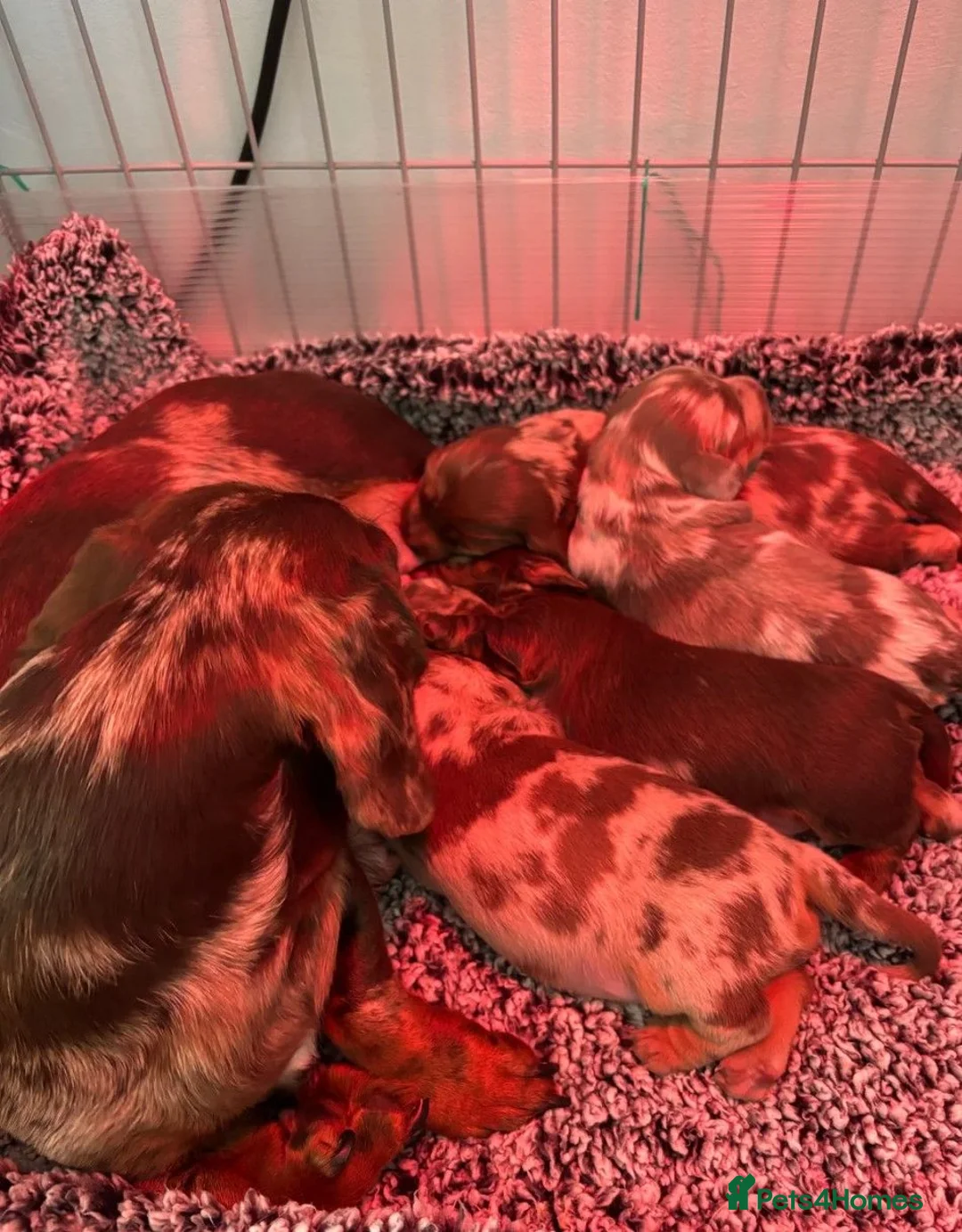 Miniature Dachshund dogs for sale: Beautiful Miniature Dachshund Puppies in Plymouth - Advert 2