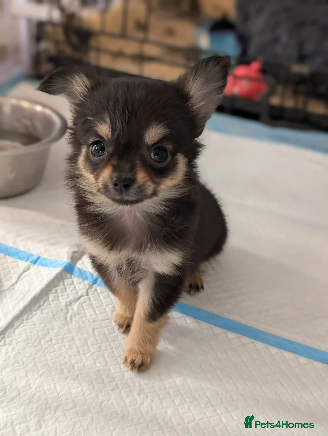 Chihuahua dogs for sale: Chihauhau puppies - Advert 4
