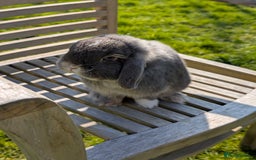 Mini Lop rabbits for sale: Adorable Mini Lop Male - Image 3