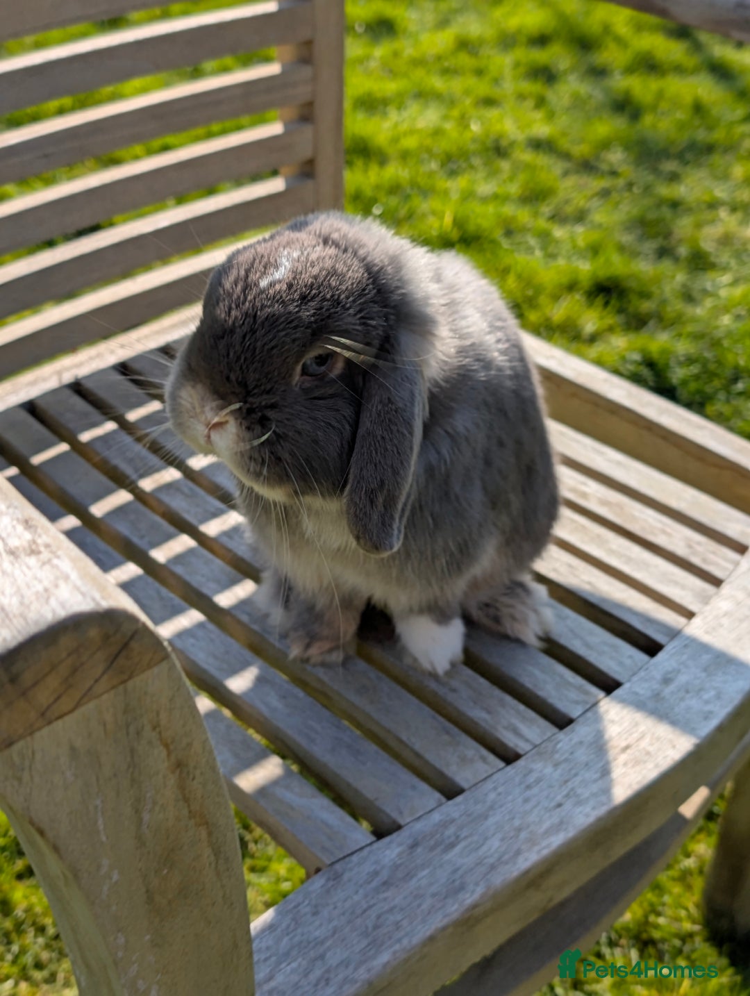 Mini Lop rabbits for sale: Adorable Mini Lop Male - Image 3