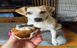 Mixed Breed dogs for adoption: Meet Freya, currently residing in Ormskirk  - Image 7