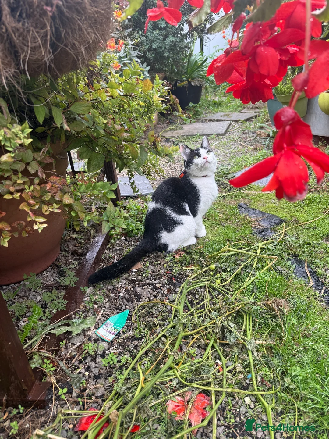 Mixed Breed cats for sale: Beautiful indoor cat  in Morden - Advert 2