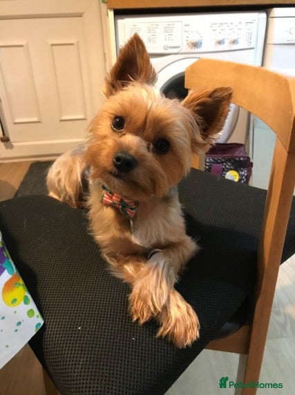 Yorkshire Terrier dogs Beautiful Minature Yorkie for STUD (PROVEN) in Chesterfield - Advert 11