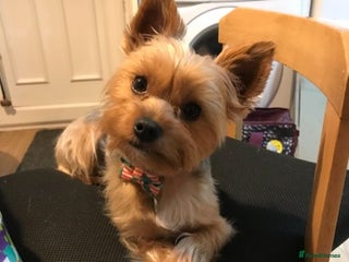 Yorkshire Terrier dogs in Chesterfield - Advert 3