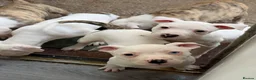 American Bulldog dogs for sale: AMERICAN BULLDOG PUPIES - Advert 2