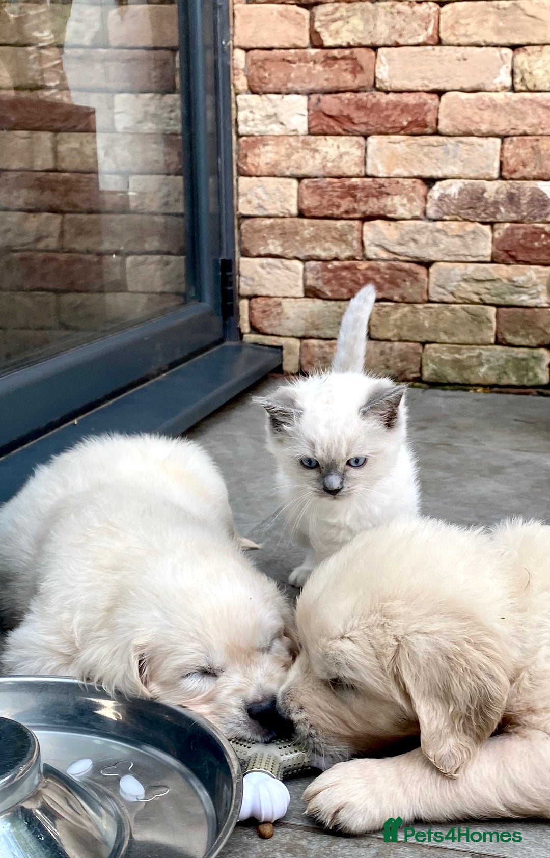 Golden Retriever dogs for sale: Exceptional KC Goldens- MULTI Champions Bloodline - Image 1