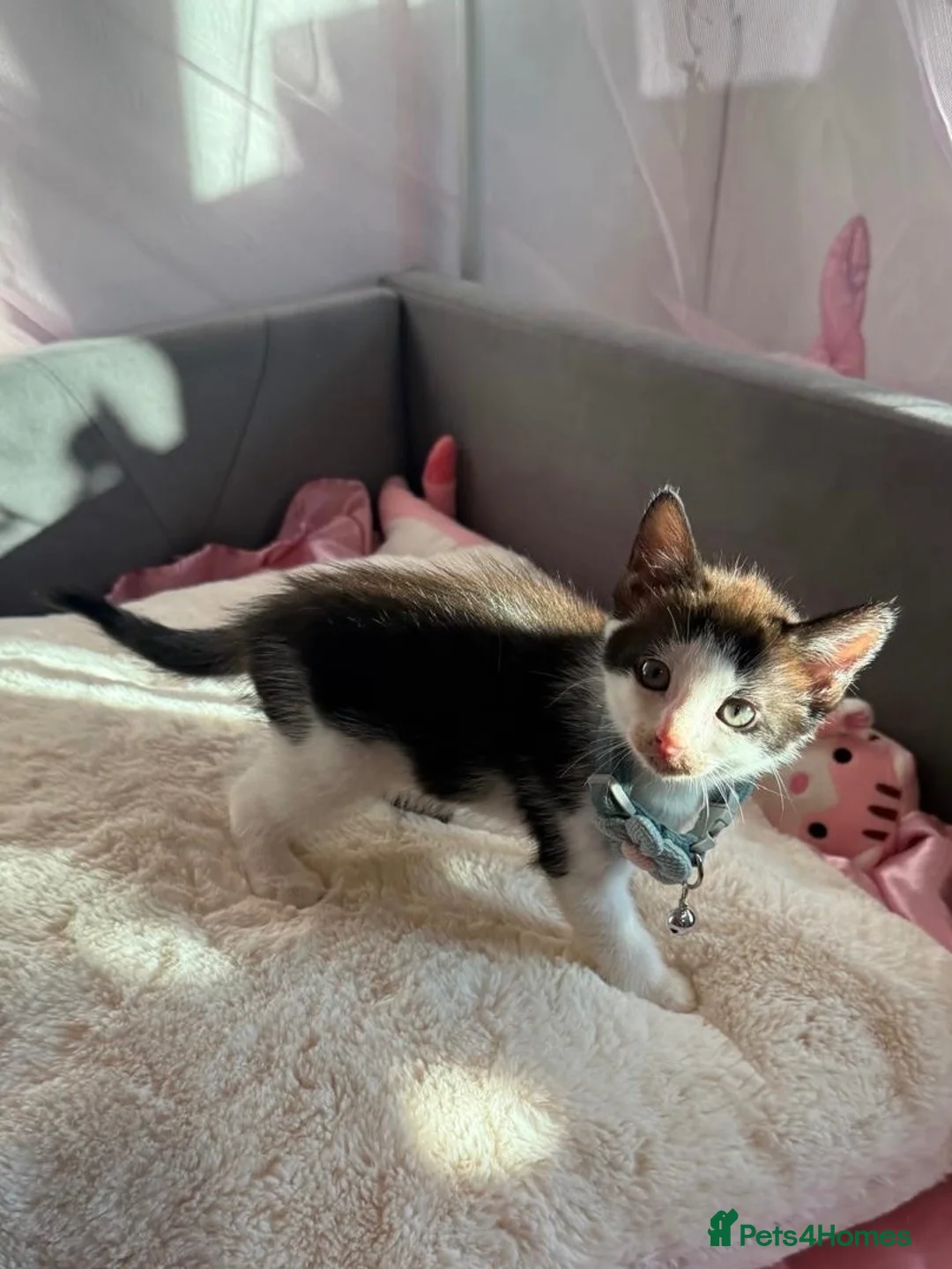 Mixed Breed cats for sale: 5 KITTENS LOOKING FOR THEIR FOREVER HOMES 🐾 - Advert 13