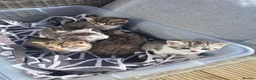 British Shorthair cats for sale: Fluffy Tigers (Last Two) - Advert 23