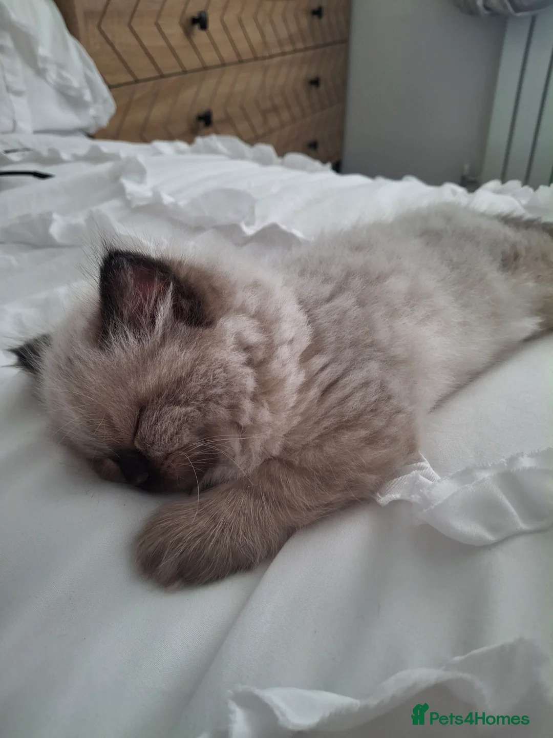 Ragdoll cats for sale: 3 gorgeous ragdoll kittens for sale - Advert 8