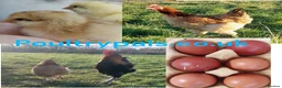 Chickens poultry for sale: Day‑Old Chicks and Hatching eggs - pure breed - Advert 19