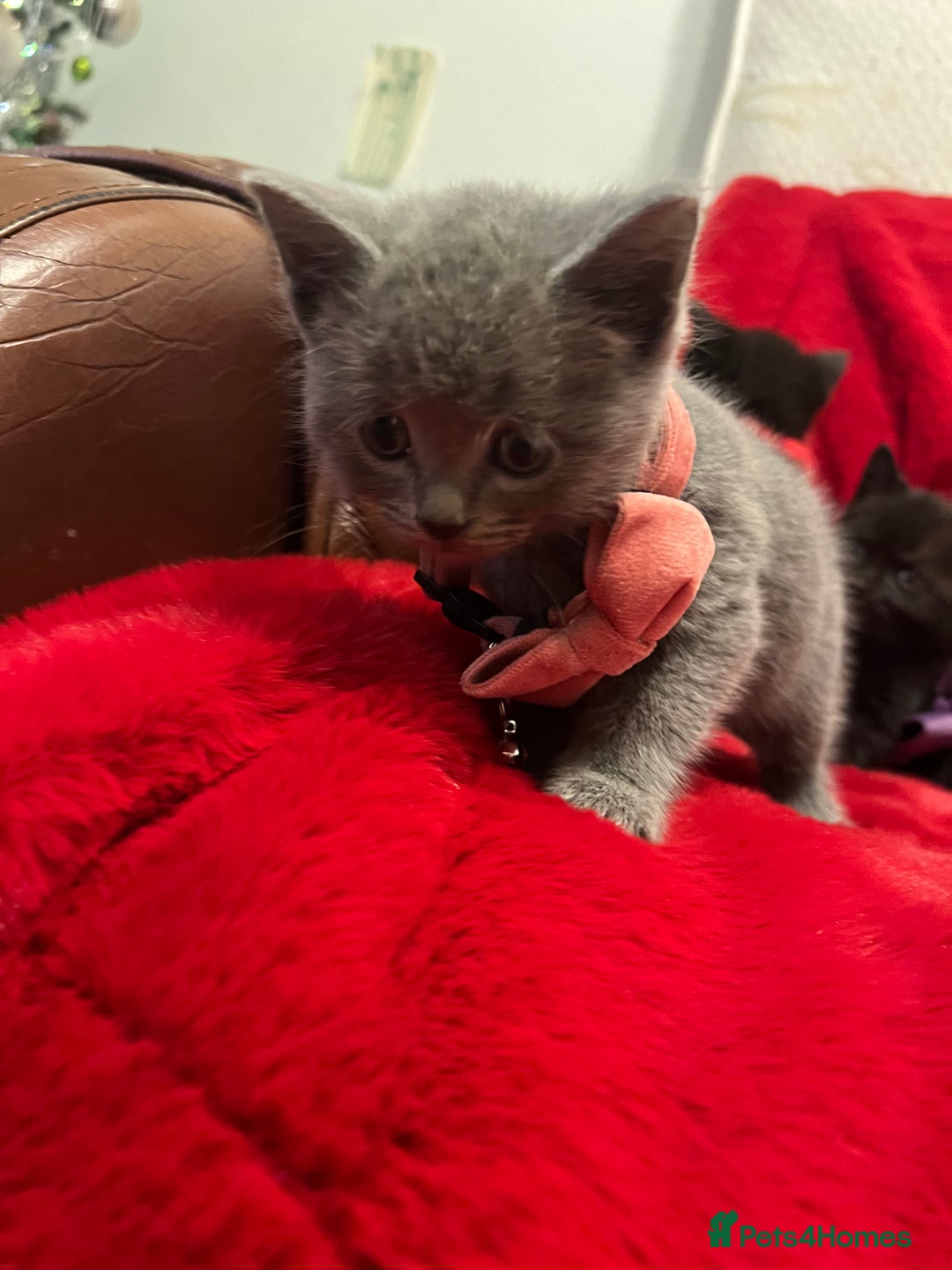 Mixed Breed cats for sale: kittens looking for a new home - Advert 11