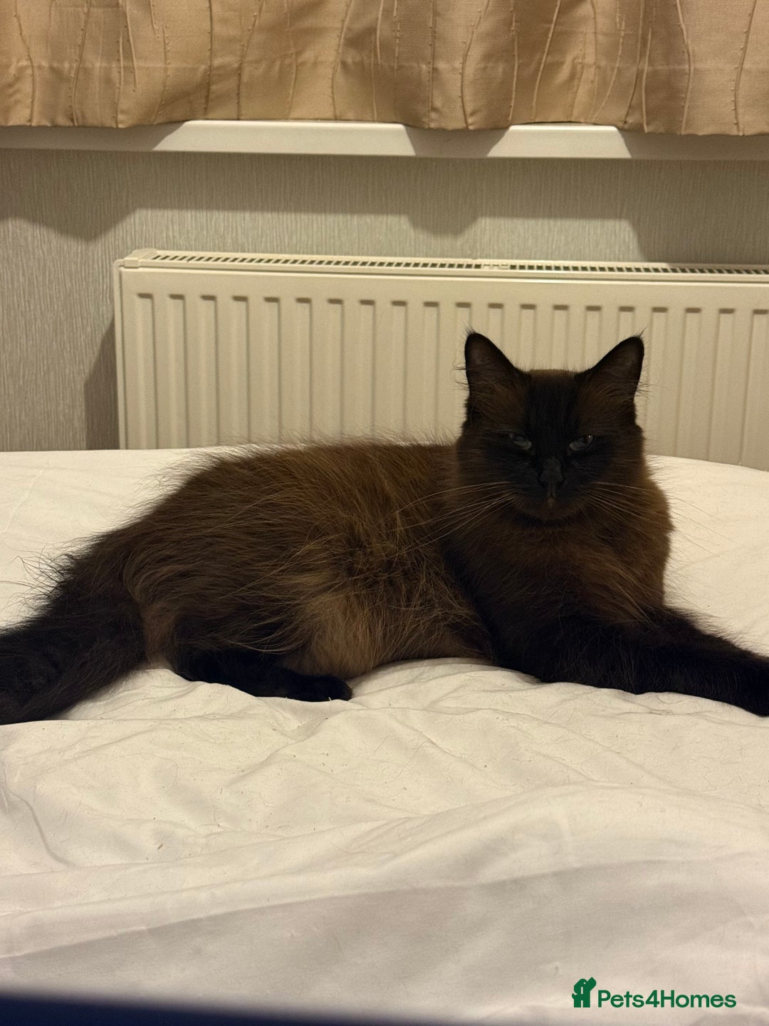 Ragdoll cats for sale: 2 Elegant Champion Bloodline Siblings  - Advert 15