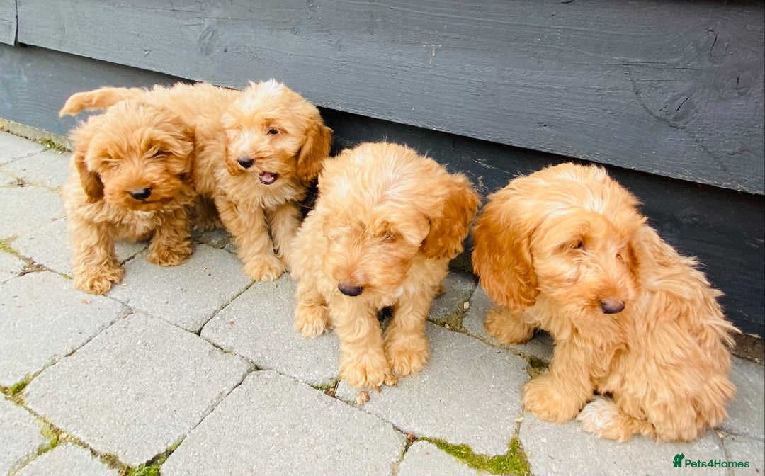 Cockapoo dogs for sale: Gorgeous f1 cockerpoos - Image 10