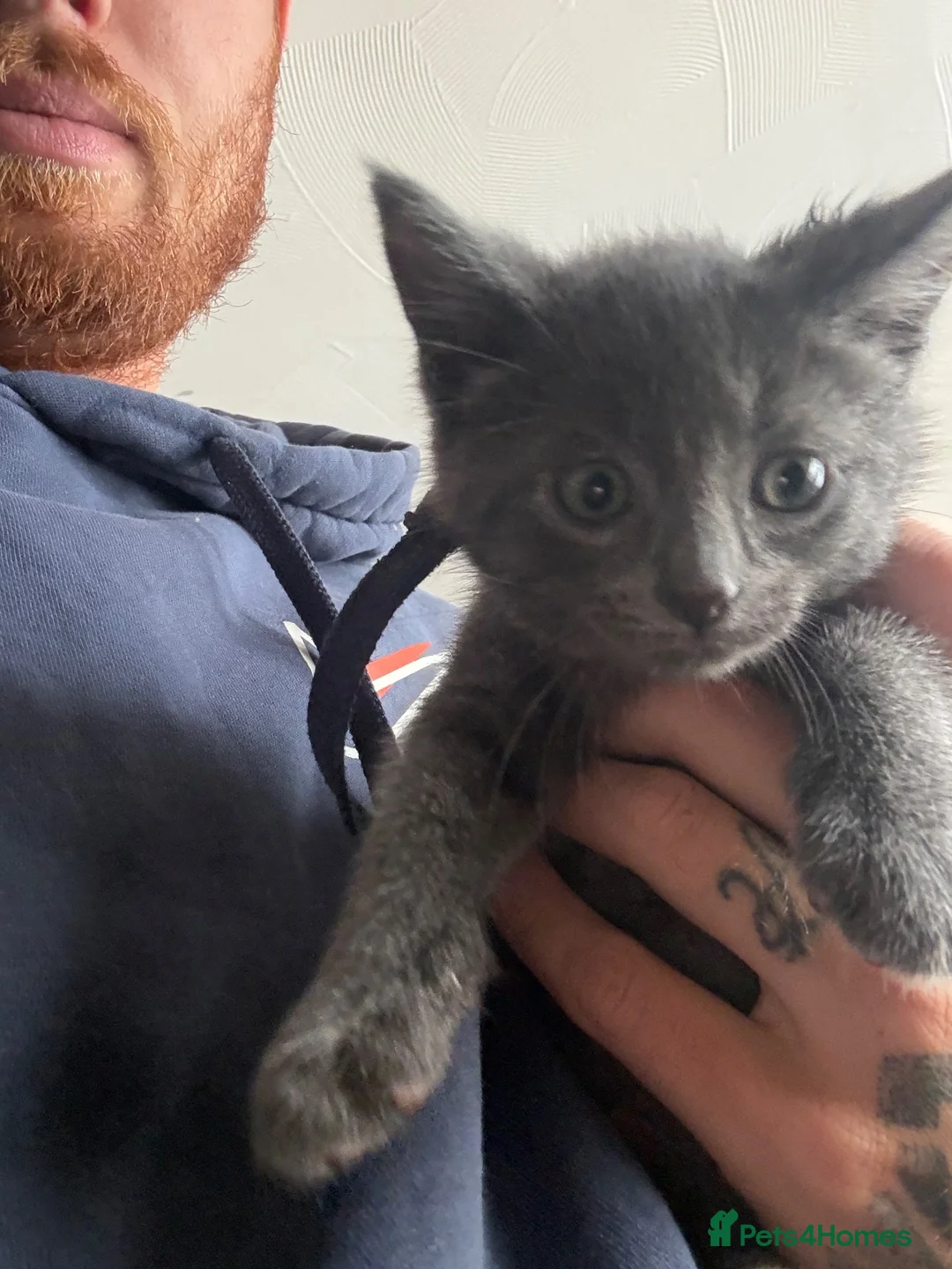 Mixed Breed cats for sale: 2 silver kittens and 2 tuxedo kittens  in Wokingham - Advert 2