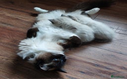 Ragdoll cats for sale: Beautiful chunky kittens ready to leave soon - Image 16