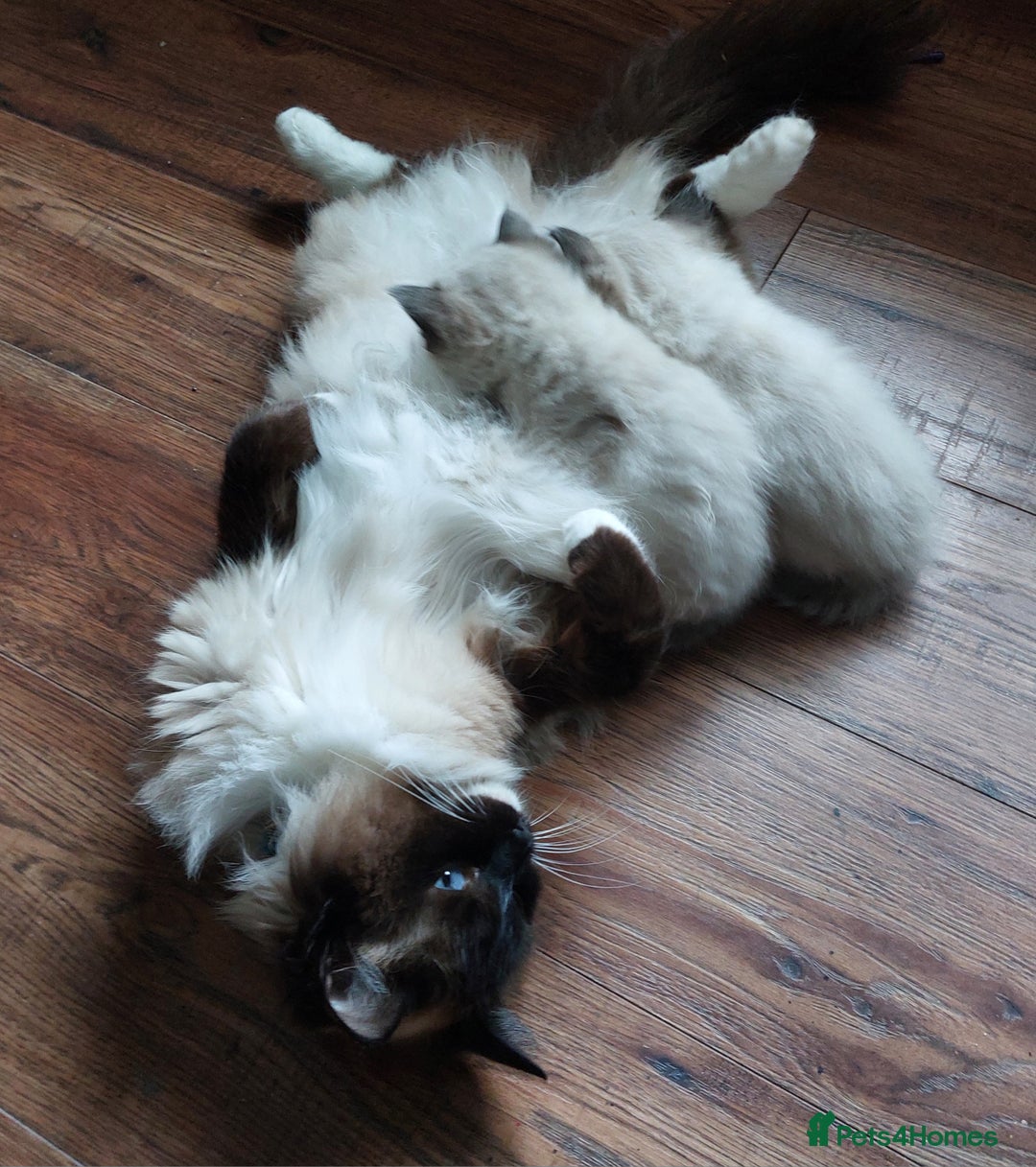 Ragdoll cats for sale: Beautiful chunky kittens ready to leave soon - Image 16