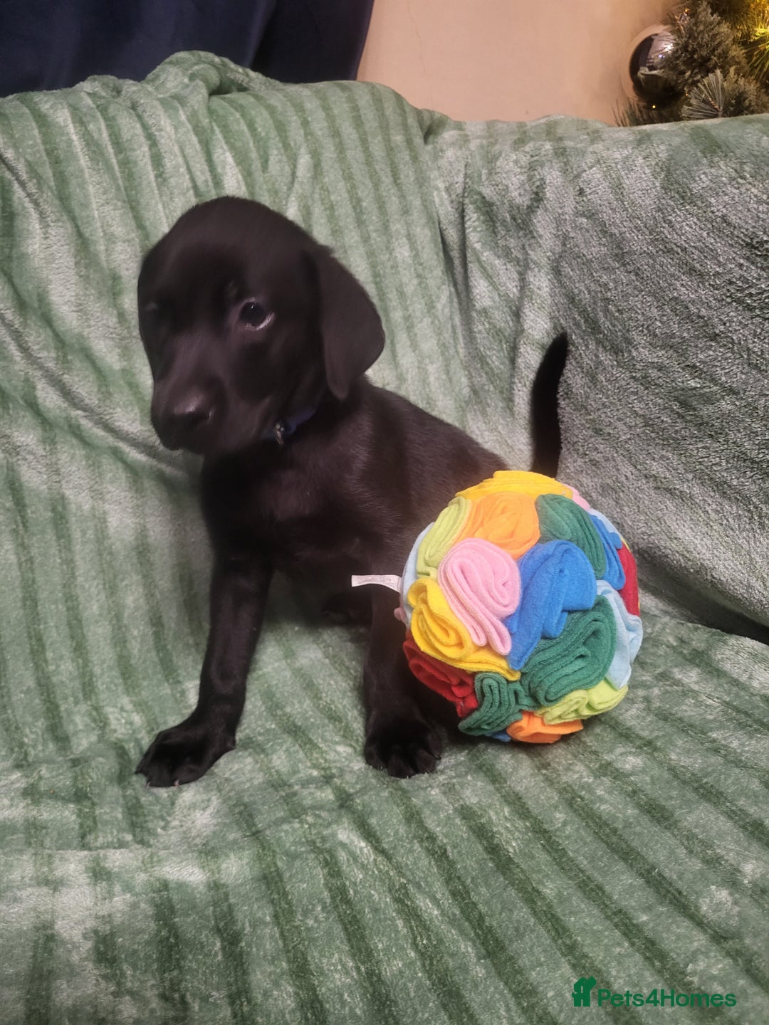 Labrador Retriever dogs for sale: KC registered labrador puppies - Advert 10