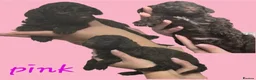 Cockapoo dogs for sale: Extensively health tested parents! F1b toy cockapo in Bishop's Stortford - Advert 5